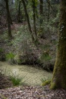 View of muddy stream in forest