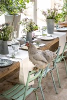 Hen on back of chair - rustic outdoor dining table laid for lunch 