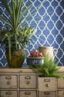Blue wallpaper and vintage drawers with plants