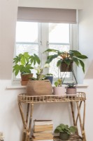 House plants displayed on a wicker table