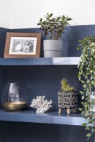Display of houseplants and ornaments on blue painted shelves