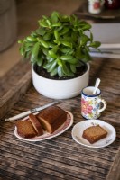 Succulent plant in pot on wooden tray with tea and cake