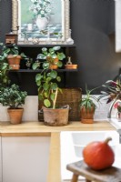 Houseplants on modern kitchen worktop