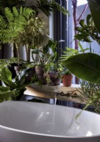 Bath water running in bathroom filled with lush plants