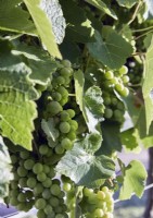 Detail of grapes on vine