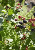 Detail of blackberry bush