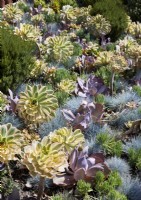 Detail of garden bed filled with succulents
