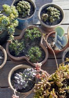 Detail of collection of potted plants on wooden garden table