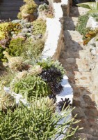 Succulents growing on stone wall in exotic garden