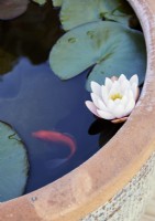 Goldfish in container with water lily flower