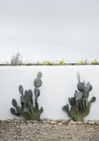 Cacti against white wall in country garden