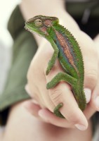 Pet chameleon being held