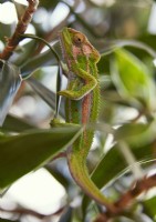 Detail of a chameleon on a plant