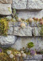 Detail of succulent plants growing on stone wall
