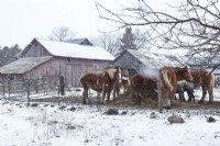 Horses and barn at Christmas