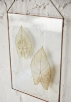 Detail of framed leaves showing the veins in leaf