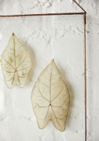 Detail of dried leaves in frame showing veins in leaf