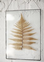Detail of dried fern leaf in small metal and glass frame on wall