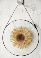 Framed pressed sunflower on white wall