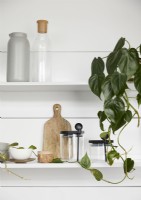 Green houseplant on white kitchen shelf