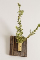 A bit of greenery springs from a handmade mount on the neutral-painted walls.