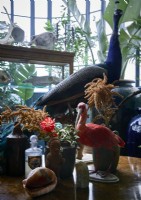 Display of taxidermy birds and animal skulls on wooden table