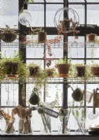Display of houseplants and kitchen utensils by windows