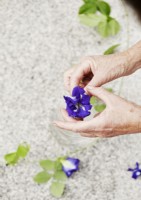 Woman hand holding flower for arranging