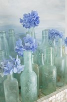 Hydrangeas cutting in vintage bottles  create a charming vignette.