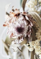 Detail of dried flowers 