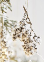 Detail of cut dried flowers