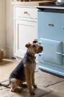 Pet dog in country, Kitchen with blue Aga behind