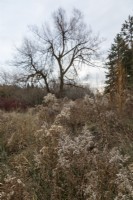 Country garden with trees and shrubs in winter
