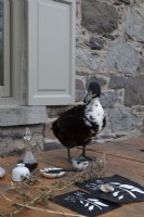 Black and white duck on wooden table outside country house
