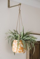 Hanging house plant in orange and white decorative pot