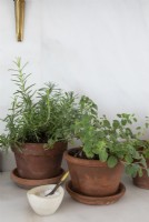 Detail of potted culinary herbs and bowl of salt on kitchen worktop