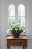White flowering houseplant by window on old wooden table