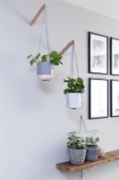 Hanging Wall potted plants in monochrome sitting room
