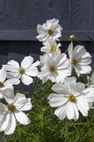 White cosmos against grey fencing