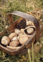 Wooden trug of foraged mushrooms and pine cones